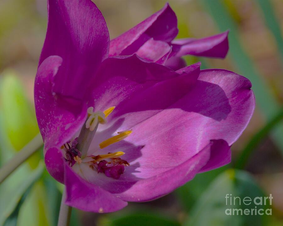Nature Photograph - Purple Love by Vickie Crum