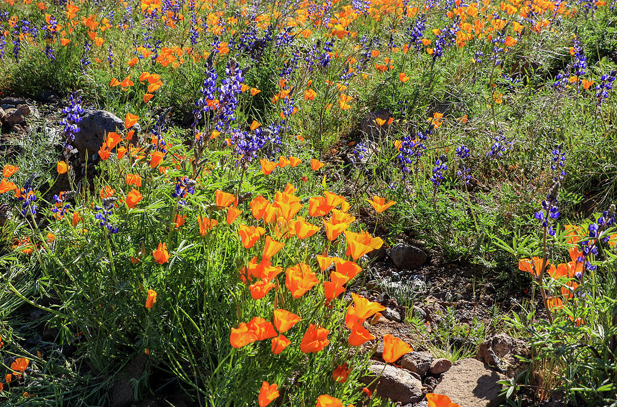 Purple Lupine and Orange Poppies 4 Photograph by Dawn Richards