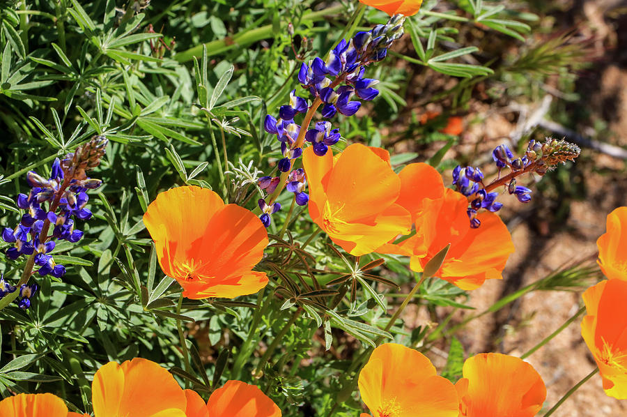 Purple Lupine and Orange Poppies 7 Photograph by Dawn Richards