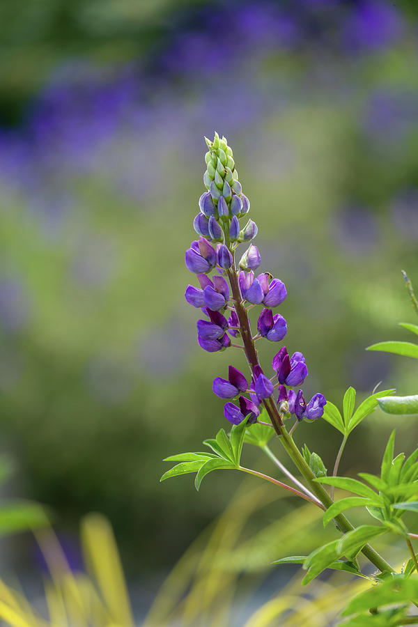 Nature Photograph - Purple Lupine by Mary Jo Allen
