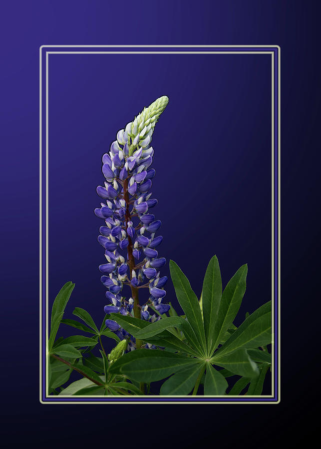 Flowers Still Life Photograph - Purple Lupine by Patti Deters