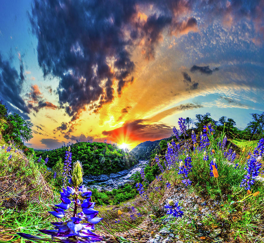 Purple Lupine Wild Flowers River Sunset Photograph by Eszra Tanner