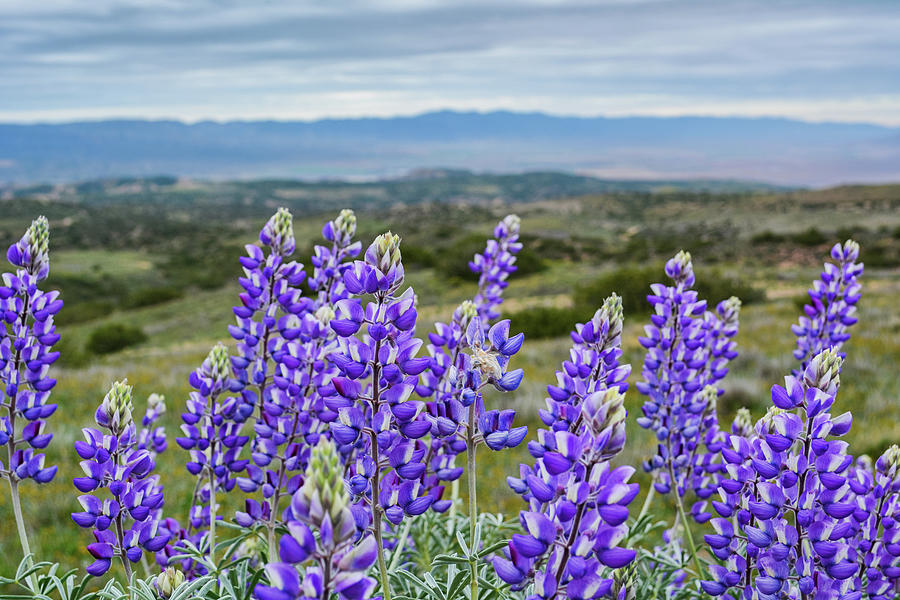 Purple Lupine Wildflowers Photograph by Kyle Hanson