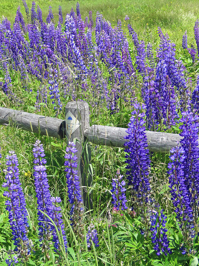 Purple lupines along a rail fence Photograph by Steve Estvanik