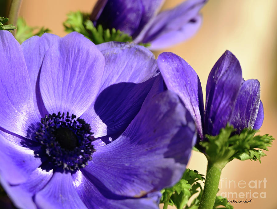 Poppy Photograph - Purple Lush by Debby Pueschel