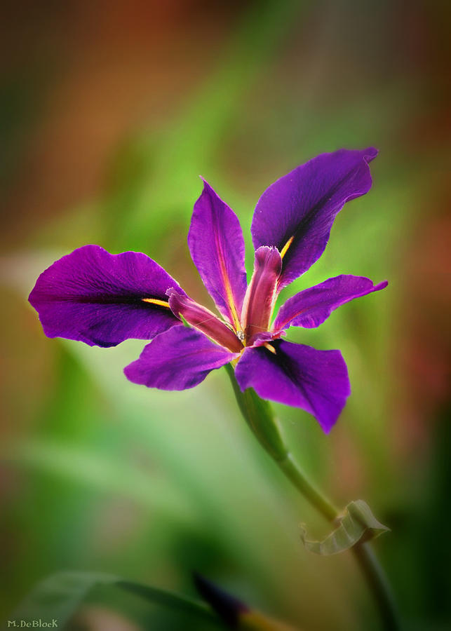 Purple Majesty Photograph by Marilyn DeBlock - Fine Art America