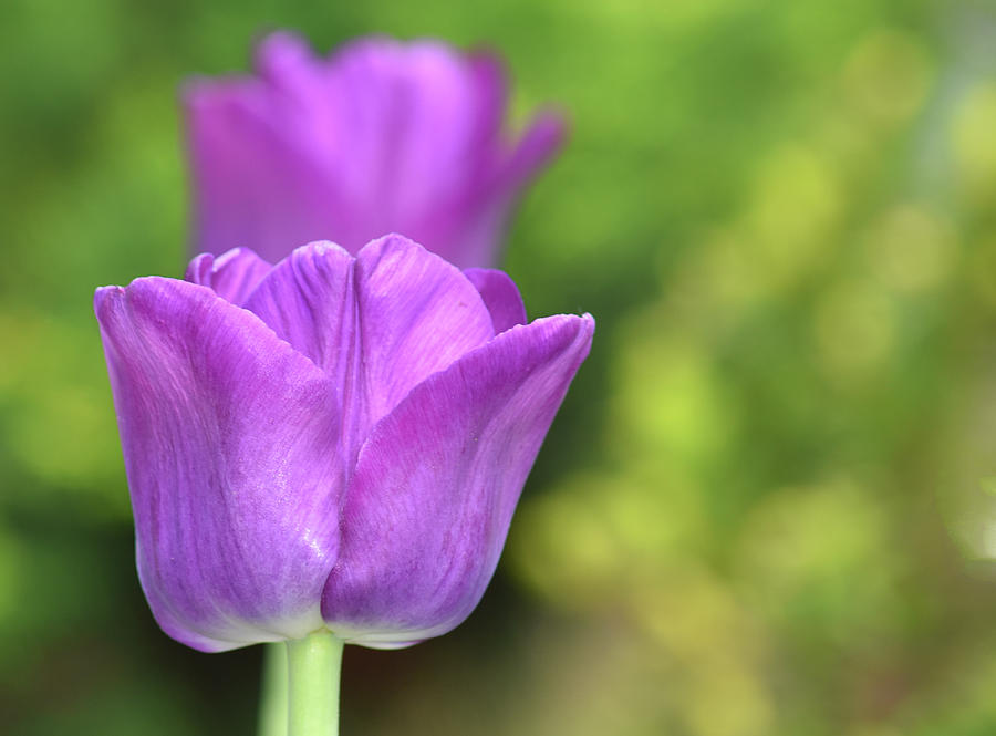 Purple Majesty Photograph by Maria Keady - Fine Art America