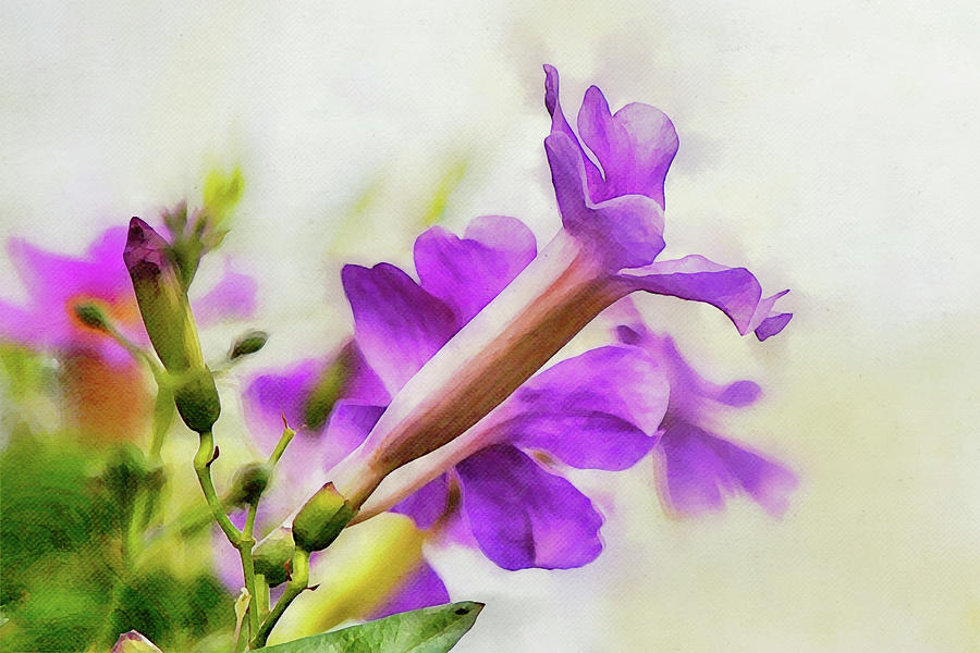 Purple Mandevilla Flowers Digital Art by Gaby Ethington
