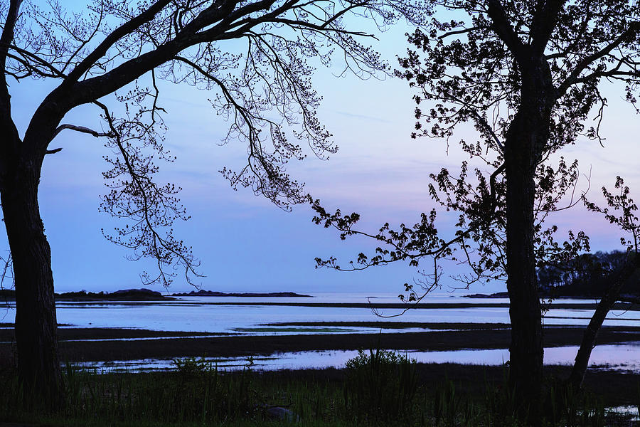 Purple Marsh Trees in Silhouette Photograph by Marianne Campolongo