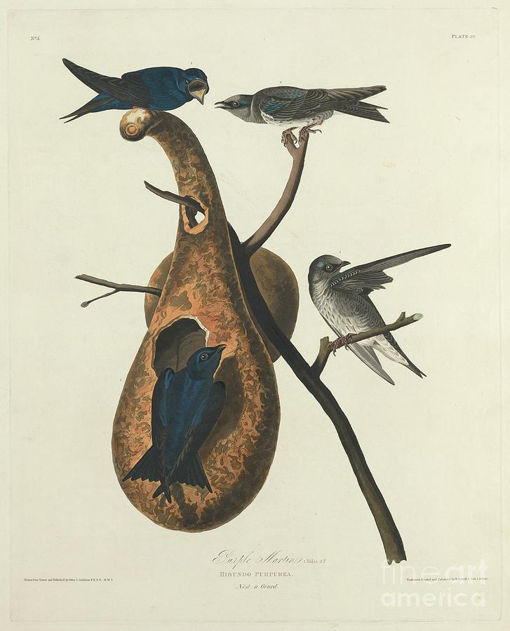 Purple Martin Robert Havell After John James Audubon 1827 Painting By ...