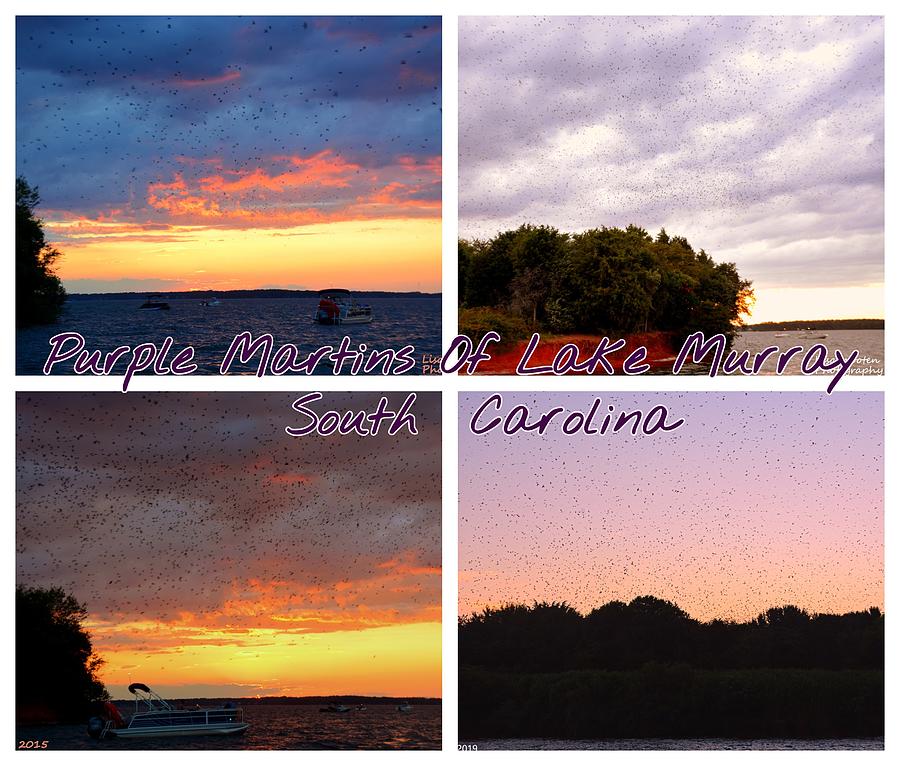 Purple Martins Of Lake Murray South Carolina Collage Photograph by Lisa Wooten