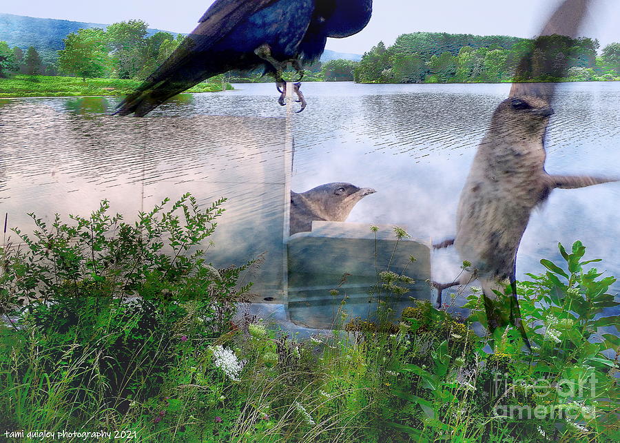 Purple Martins Of Leaser Lake Photograph by Tami Quigley