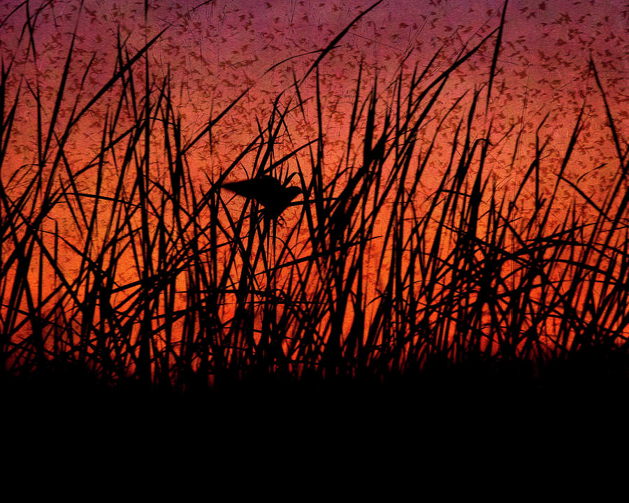Purple Martins Sunset Silhouette  Photograph by Rosette Doyle