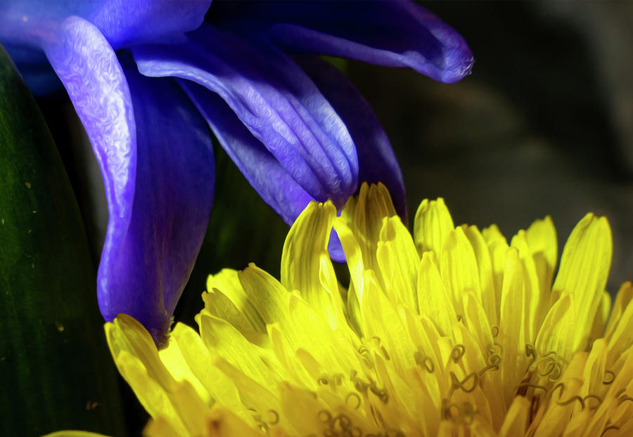 Purple Meets Yellow Flowers Photograph by Sandra Js