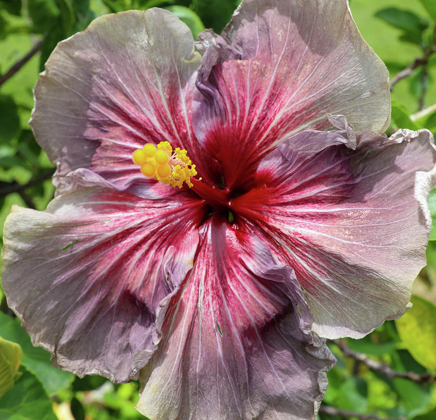 Hibiscus Photograph - Purple Midnight by Tony Spencer