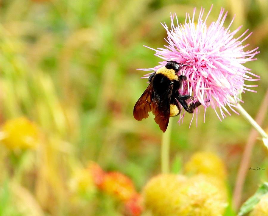 Purple Milk Thistle Weed And Bumblebees 17 Photograph by Amy Hosp