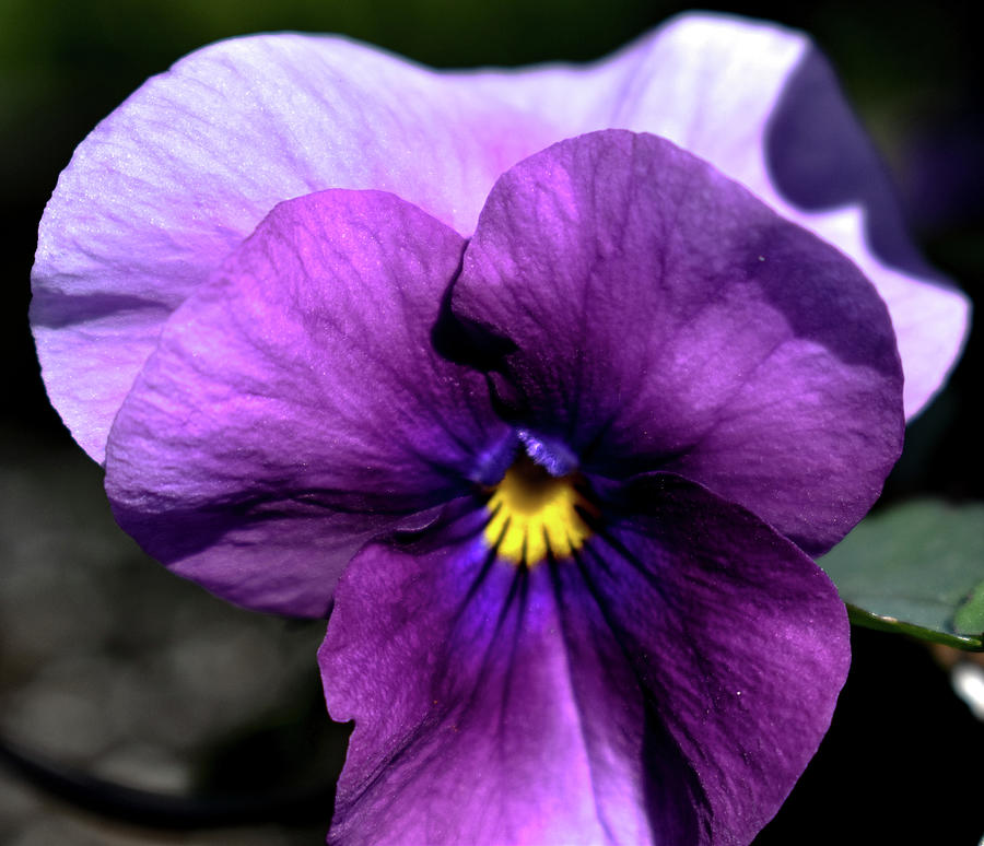 Purple Monkey Photograph by Tiffany Dunn - Fine Art America