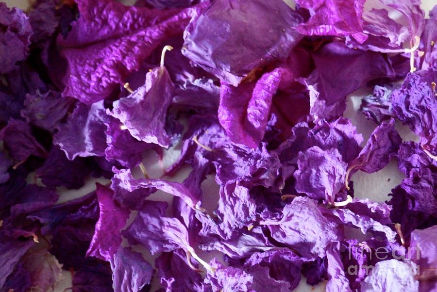 Purple mood in dry flowers composition  Photograph by Natalia Wallwork