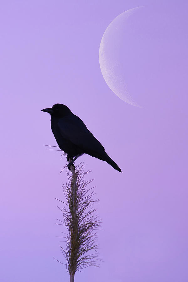 Purple Moon Sunrise Crow Photograph by Brook Burling
