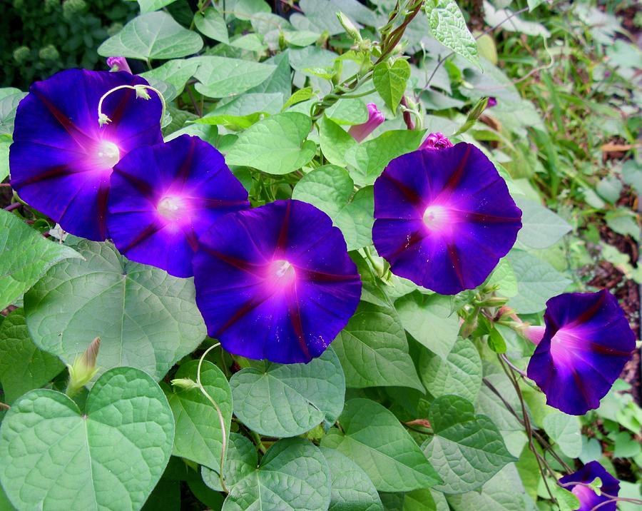 Purple Morning Glories Photograph by Stephanie Moore
