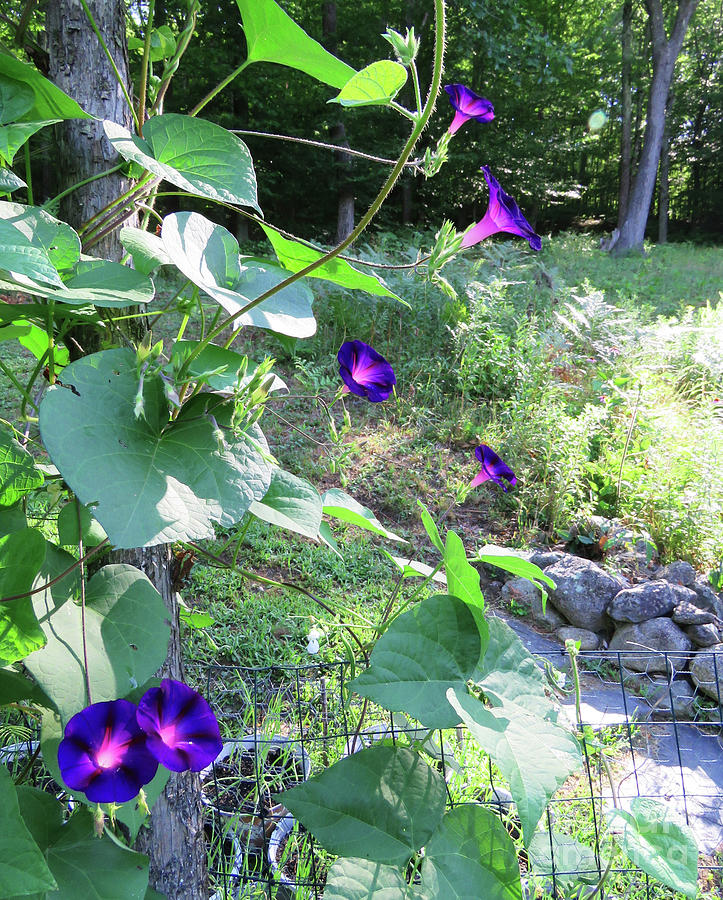 Purple Morning Glory Cluster on Pole Bean Trellis Mid August. The Victory Garden Collection. Photograph by Amy E Fraser