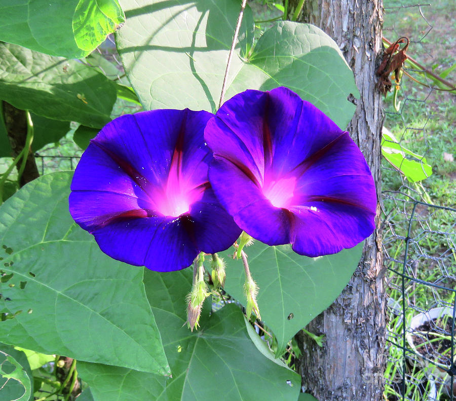 Purple Morning Glory Duo.  Mid August. The Victory Garden Collection. Photograph by Amy E Fraser