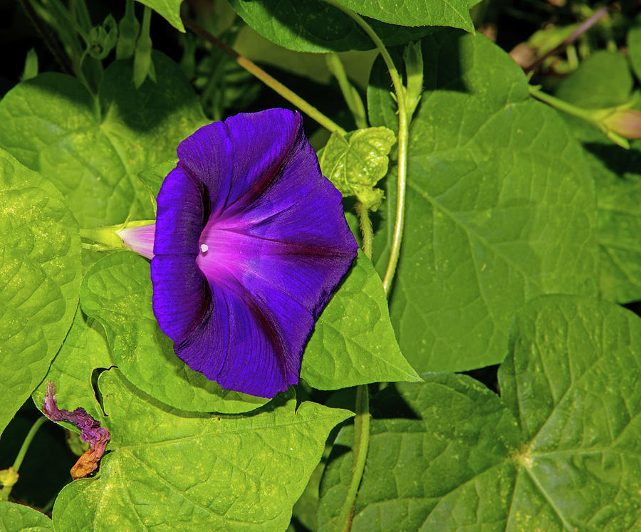 Purple Morning Glory Green Foliage Withered Bud 2 892020 0791 Photograph by David Frederick