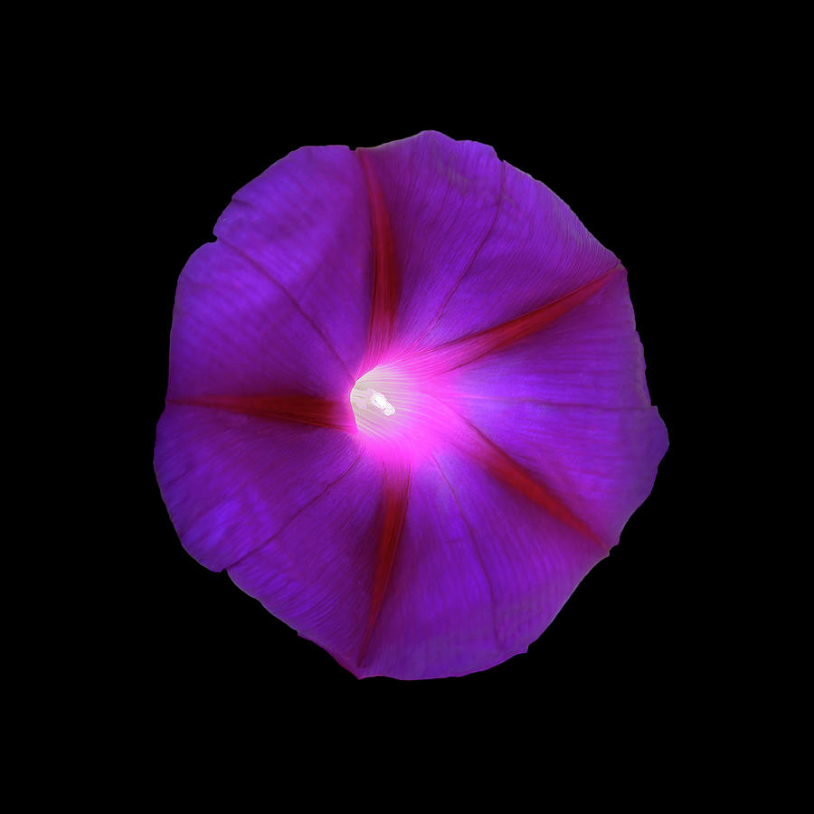 Purple Morning Glory on Black Square Photograph by Patti Deters