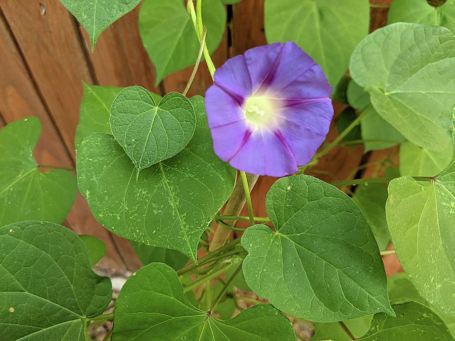 Purple Morning Glory with small heart Photograph by Kari Knapp - Pixels