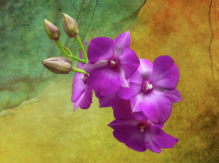 Purple Moth Orchid Photograph by Cate Franklyn