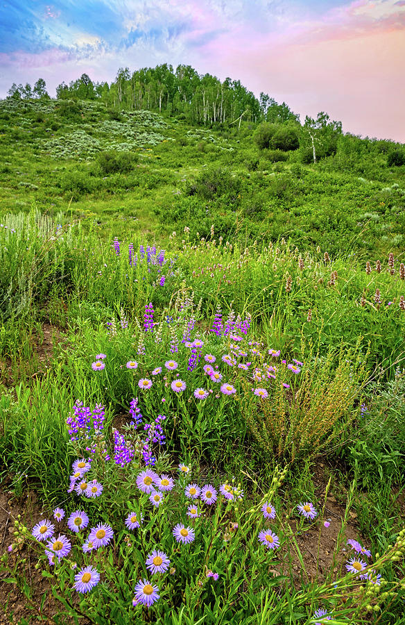 Purple Mountain Majesty Photograph by Lynn Bauer