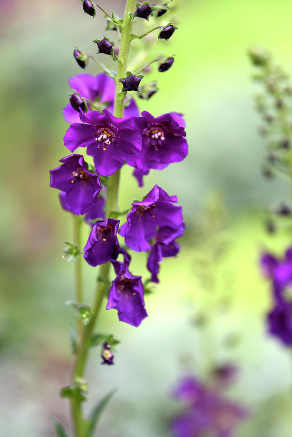 Purple Mullein Flower 1 Photograph by Jenny Rainbow