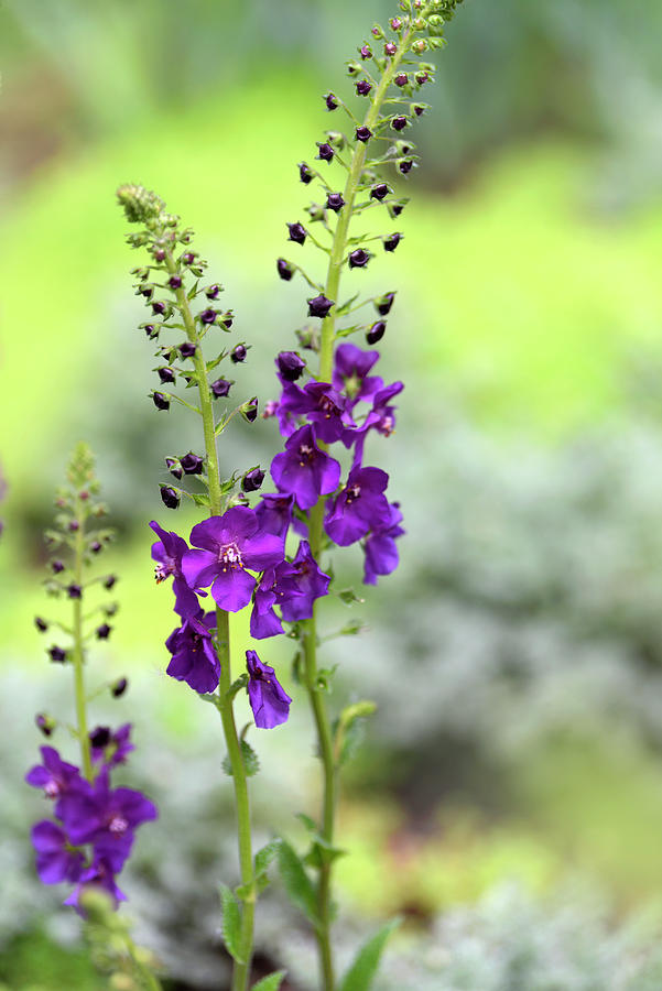 Purple Mullein Flower 2 Photograph by Jenny Rainbow