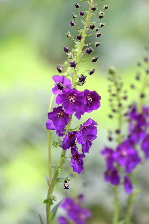 Purple Mullein Flower Photograph by Jenny Rainbow