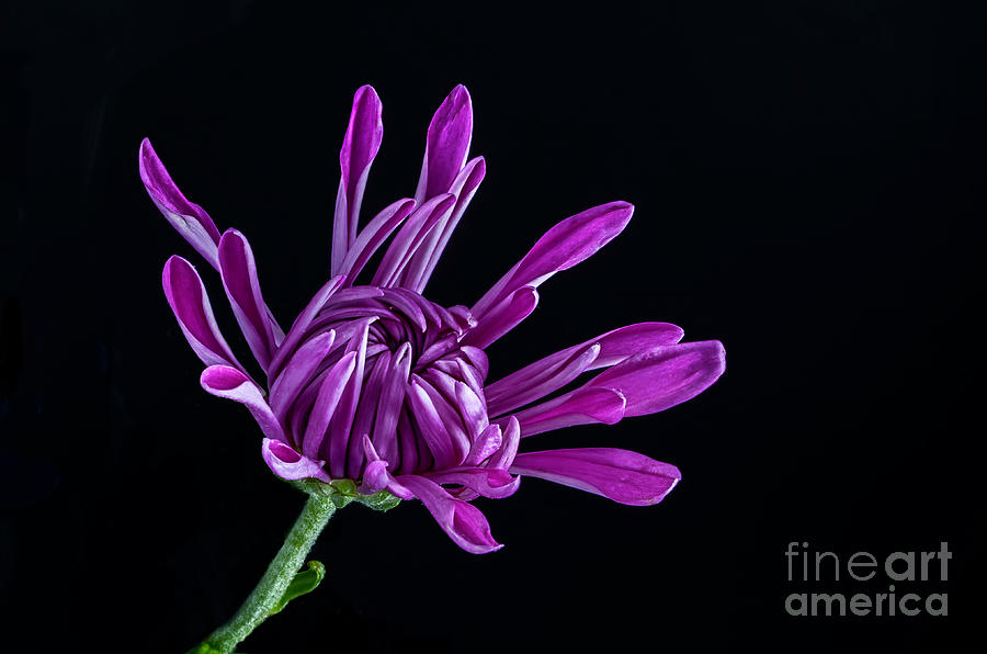 Purple Mum on Black Photograph by Shannon Moseley