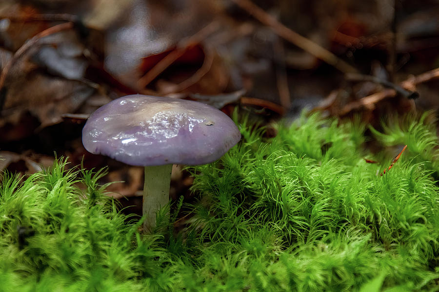 Purple Mushroom in the Forest Photograph by Marcy Wielfaert