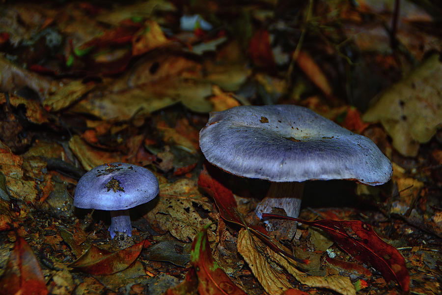 Purple Mushrooms Photograph by Raymond Salani III