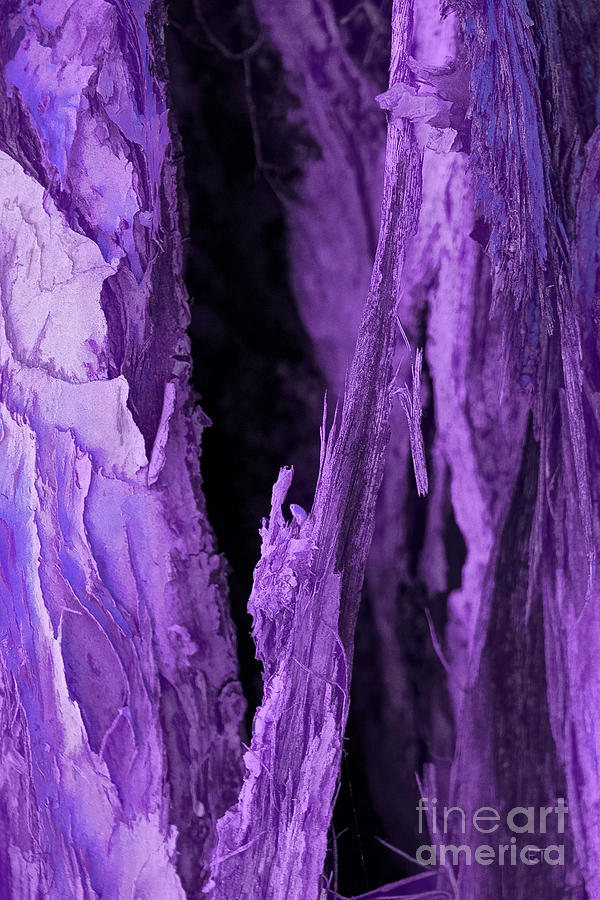 Purple Mystique Photograph by Elaine Teague