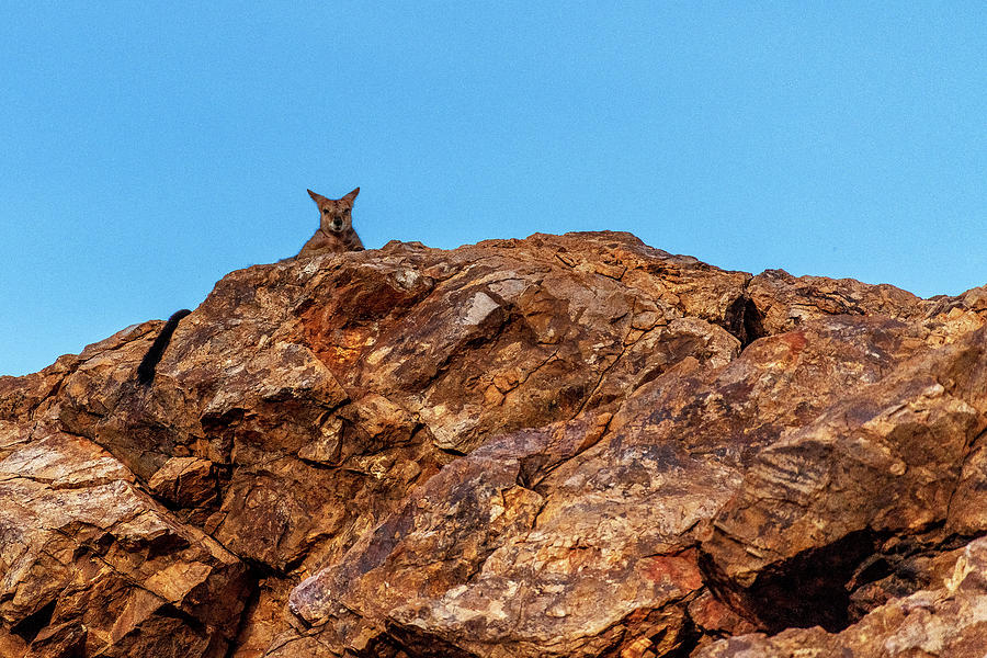 Purple Necked Rock Wallaby Mount Isa Pamela StDSC_0322 Photograph By ...