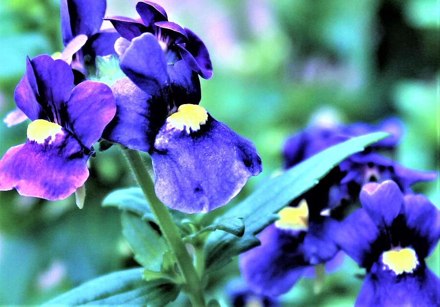 Nemesia Photograph - Purple Nemesia Flowers Blooming in Early Spring Time by Jackie Locantore