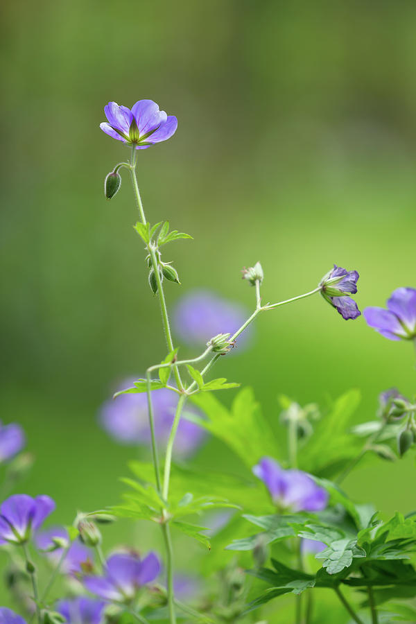 Purple Nemophilas Photograph by Yuka Kato