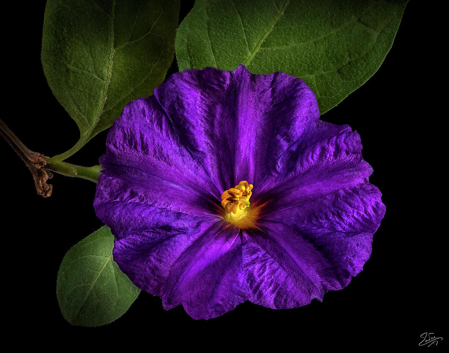 Purple Nightshade Photograph by Endre Balogh