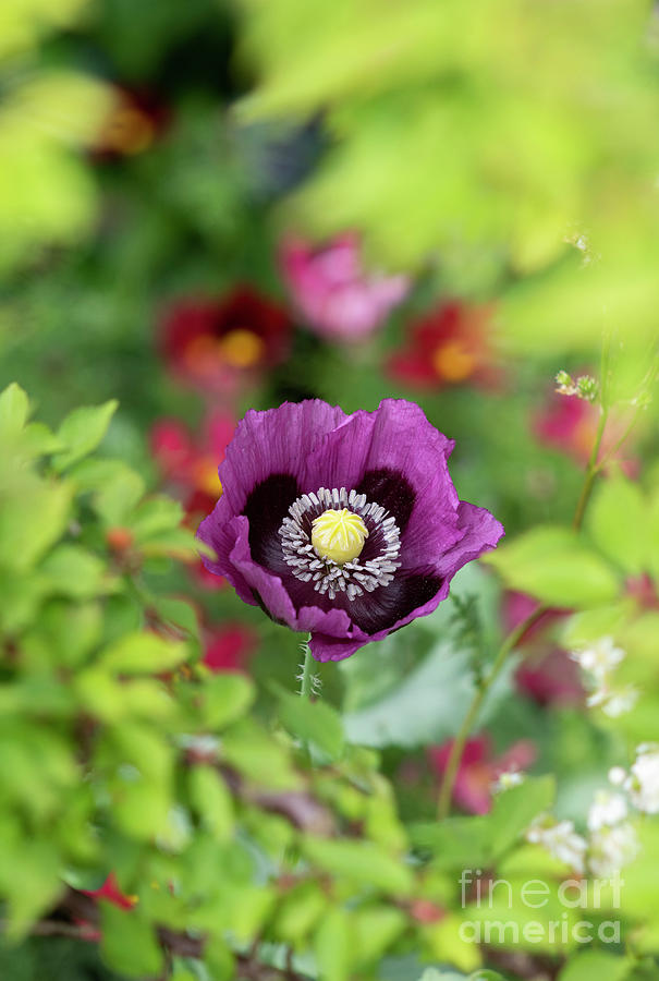 Poppy Photograph - Purple Opium Poppy in an English Garden by Tim Gainey
