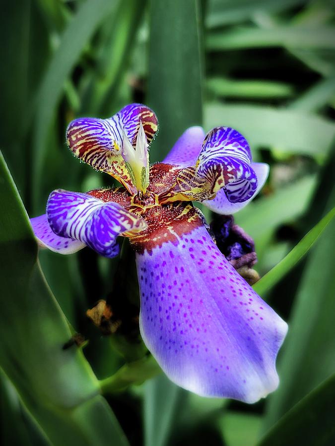 Purple Orchid  Photograph by Ally White
