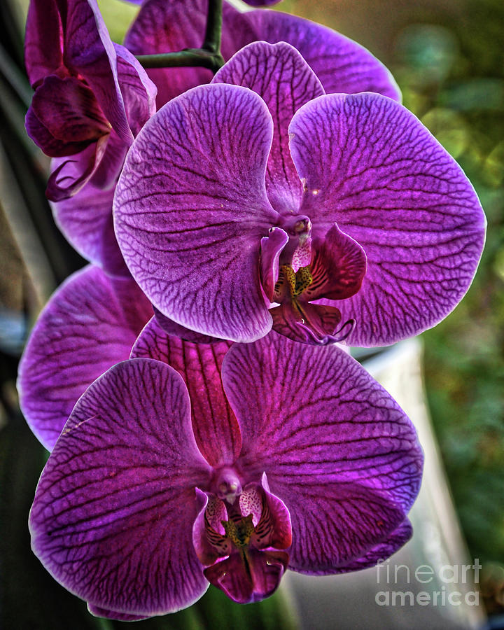 Purple Orchid Bloom Digital Art by Kirt Tisdale