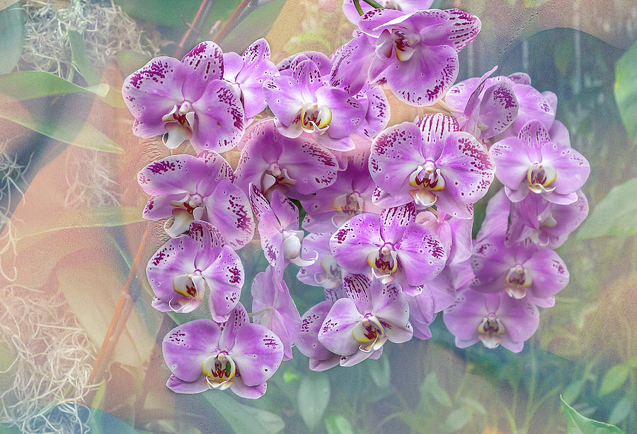 Purple Orchid Cluster Photograph by Cate Franklyn