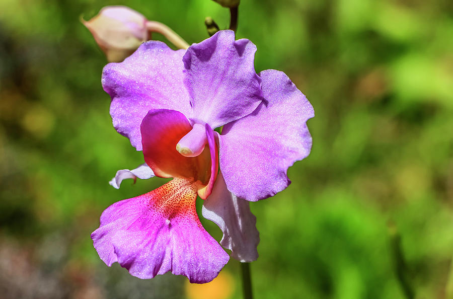Purple Orchid Photograph by Dawn Richards