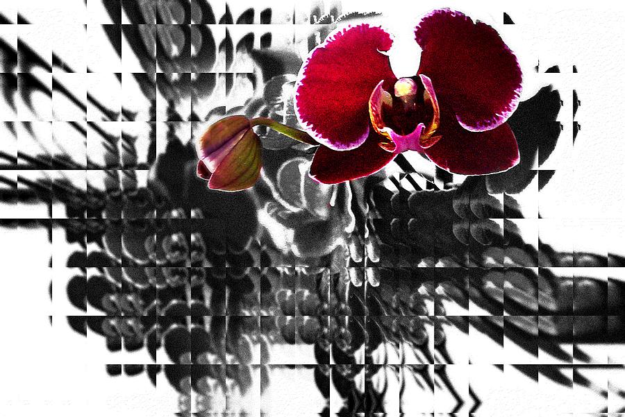 Purple Orchid Dot Abstract Photograph by Don Columbus
