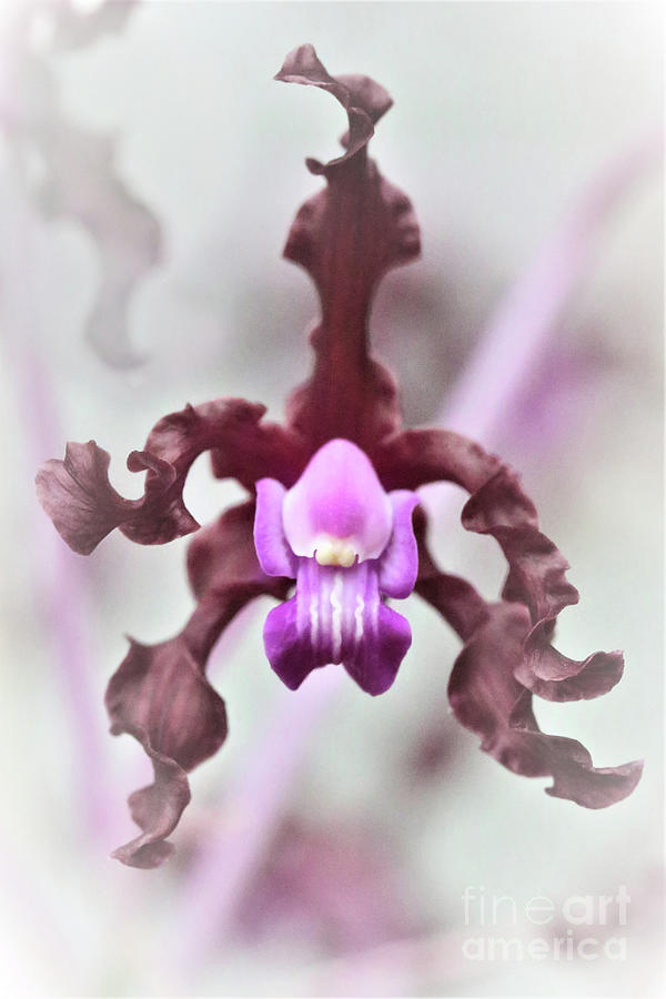 Purple Orchid Haze Photograph by Tina Uihlein