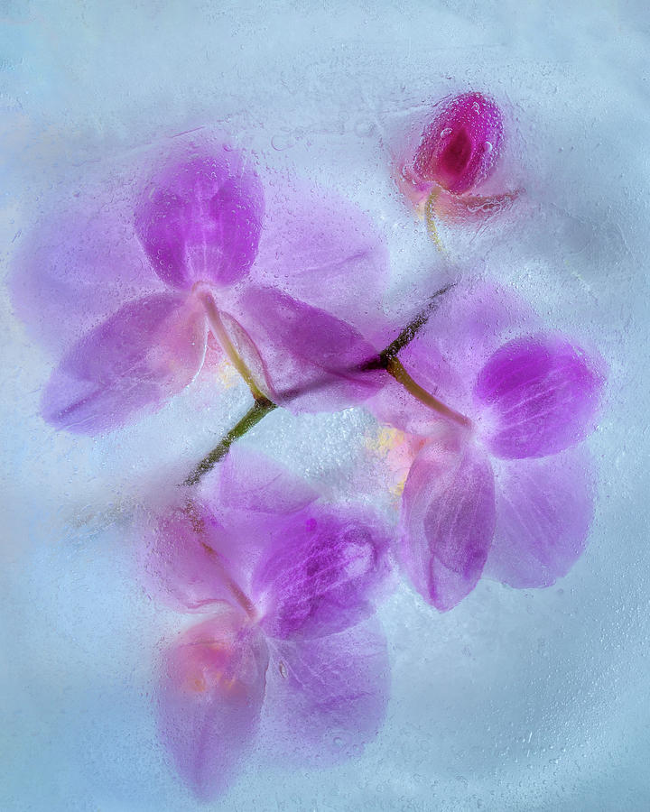 Purple Orchid In Blue Ice Photograph by Elvira Peretsman